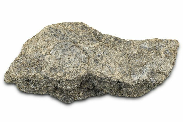 Ornithischian Dinosaur (Camptosaurus) Bone Section - Wyoming #378310